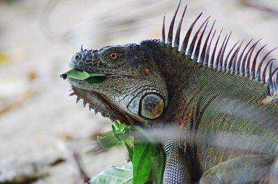 Close-up of lizard