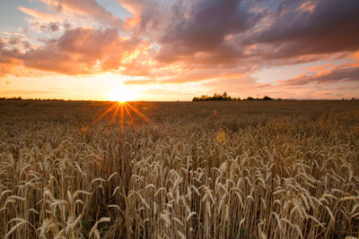 Scenic view of wheat field against sky during sunset