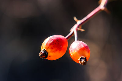 Close-up of strawberry