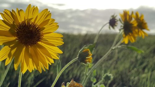 Close-up of yellow flower