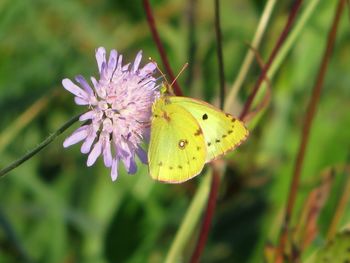 Close-up of butterfly on pink flower