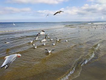 Seagulls flying over sea against sky