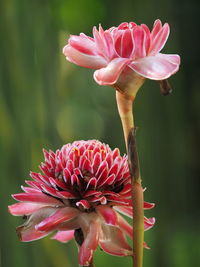 Close-up of pink flower