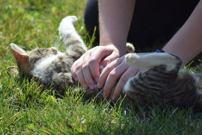 Cat lying on grass