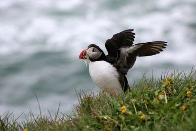 Close-up of puffin with spread wings perching on field