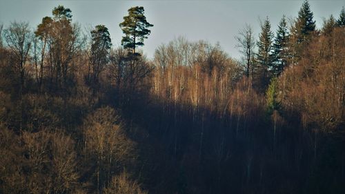 Panoramic shot of trees in forest against sky
