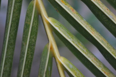 Close-up of succulent plant