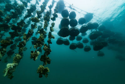 View of coral in sea