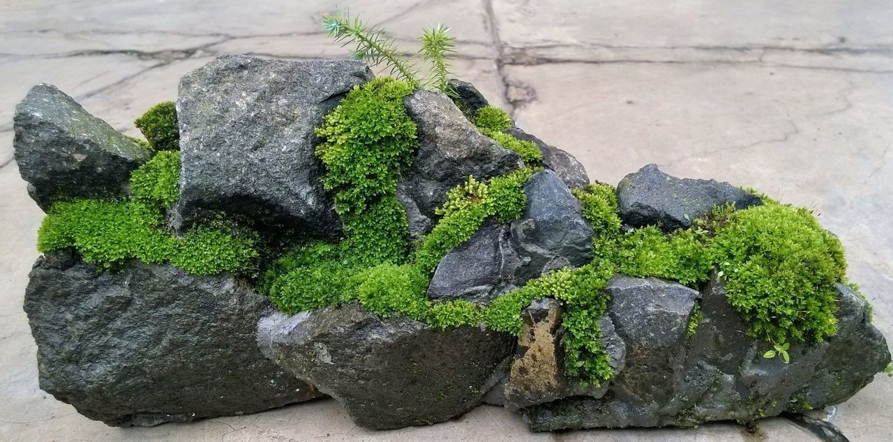 plant, wall - building feature, growth, green color, rock - object, high angle view, moss, leaf, potted plant, nature, stone - object, growing, close-up, cactus, stone wall, textured, outdoors, no people, day, wall