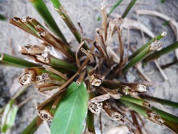 Close-up of wilted plant on field