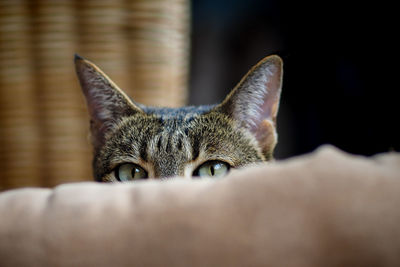 Close-up portrait of cat hiding behind sofa at home