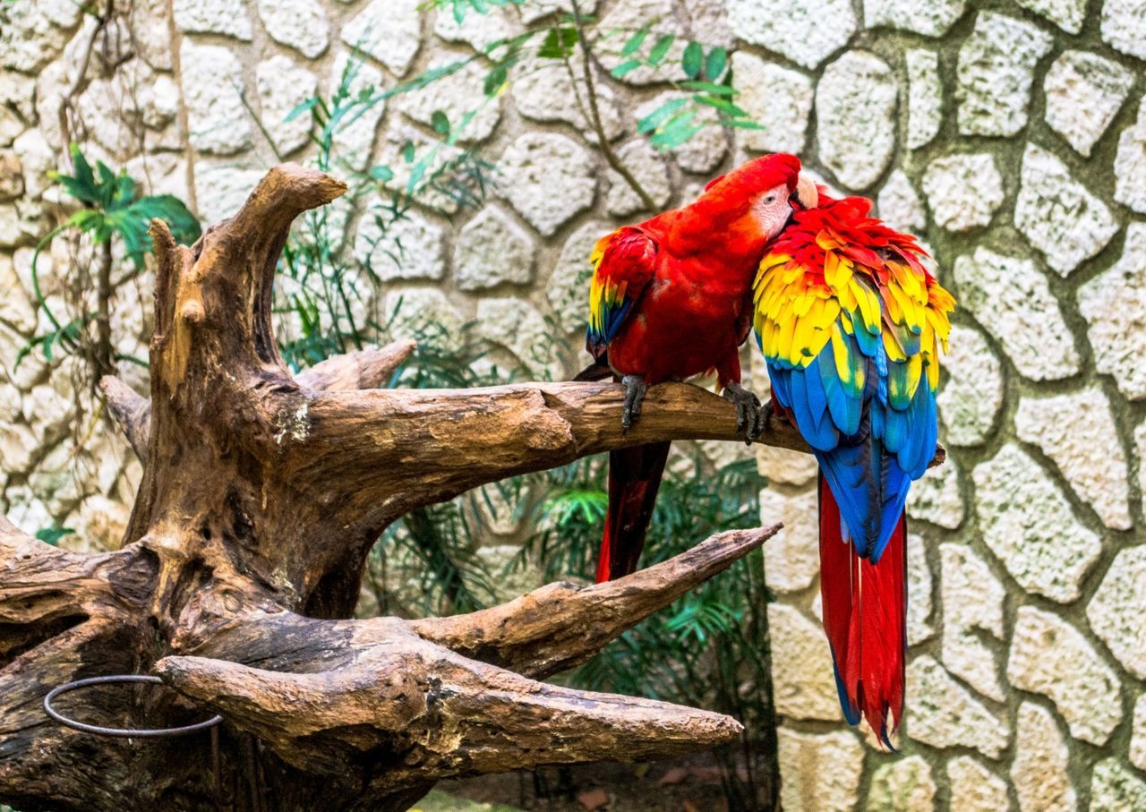 Bright parrots