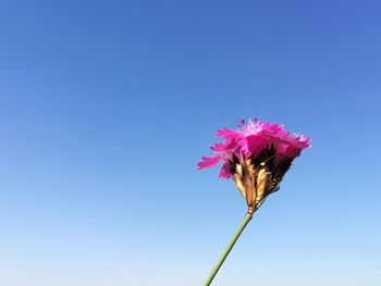 Low angle view of pink flower against blue sky