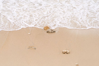 High angle view of umbrella on beach