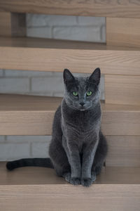 Portrait of cat on hardwood floor