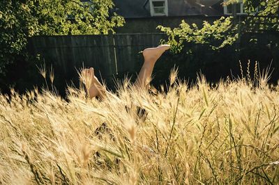 Hand of plants in grass