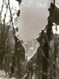 Close-up of icicles on tree during winter