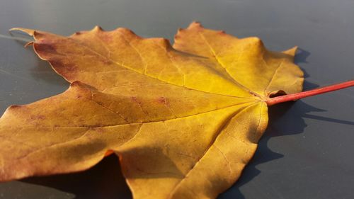 Close-up of leaves