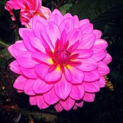 Close-up of pink flowers