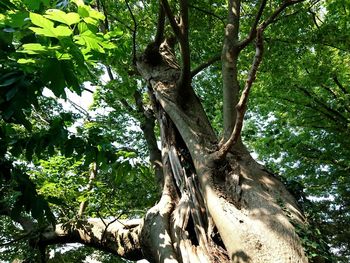 Low angle view of trees in forest