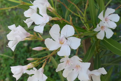 Close-up of white flowering plants