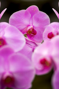 Close-up of pink rose flower