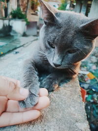 Human hand with cat