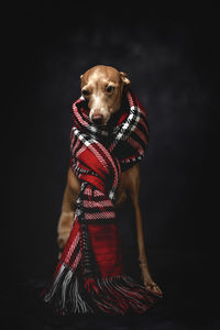 Portrait of a dog against black background