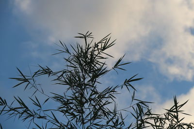 Close-up of plant against sky