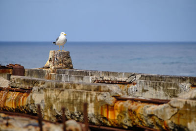 Seagull perching on a sea