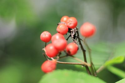 Close-up of red berries growing on tree