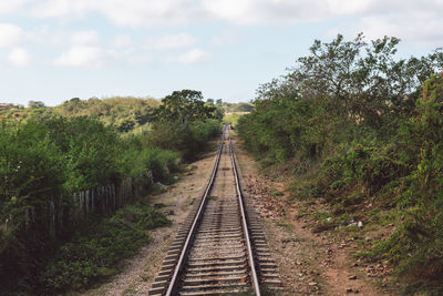Railroad tracks along trees and plants