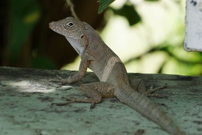 Close-up of lizard