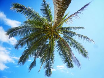 Low angle view of palm tree against sky