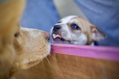 Close-up of dog looking away