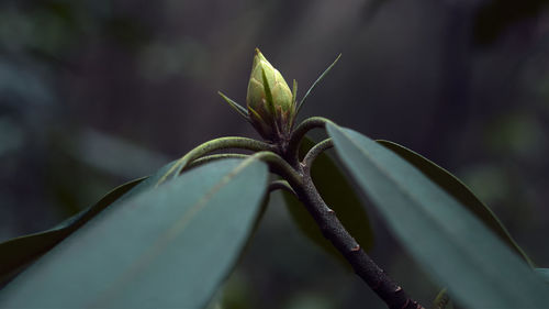 Close-up of plant