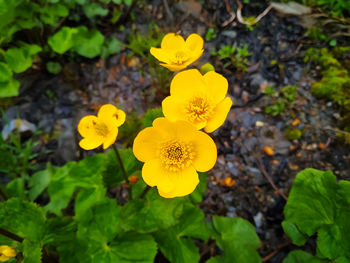 flowering plant