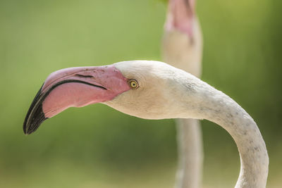 Close-up of flamingoes