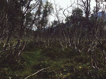 Trees in forest against sky