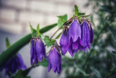 Close-up of purple flowering plant