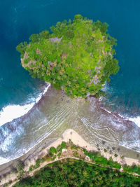 High angle view of trees on beach