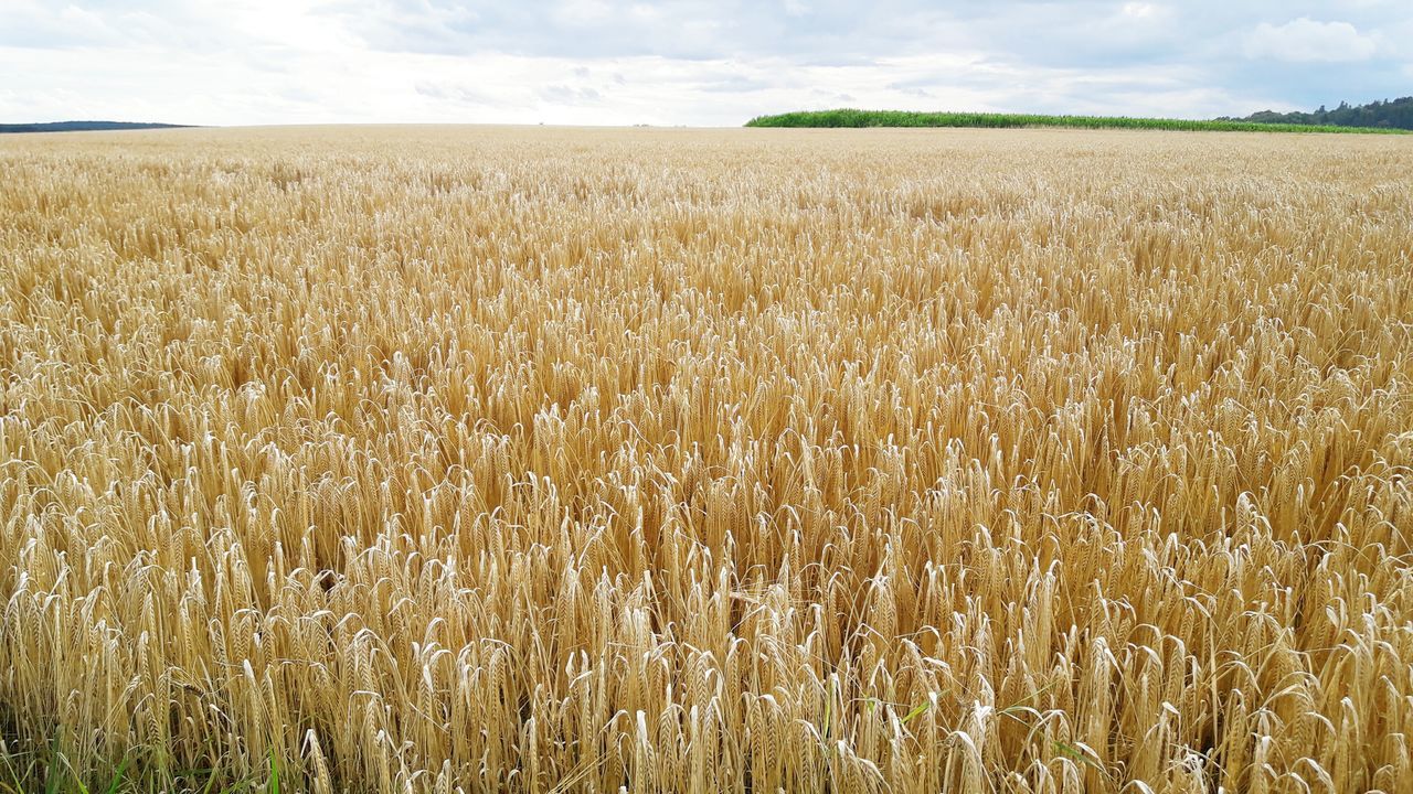 agriculture, field, growth, cereal plant, crop, farm, nature, rural scene, sky, landscape, day, cloud - sky, tranquility, no people, beauty in nature, outdoors, scenics, wheat, ear of wheat