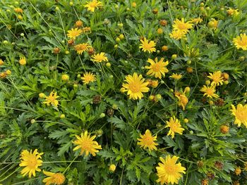 Close-up of yellow flowering plants