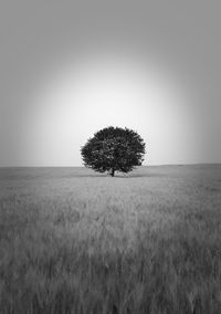 Single tree in field