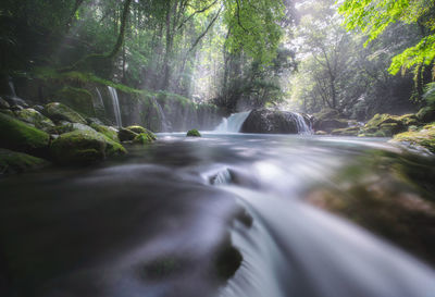 Scenic view of waterfall in forest