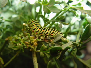 Close-up of insect on plant