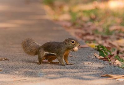 Close-up side view of squirrel carrying food in mouth on road