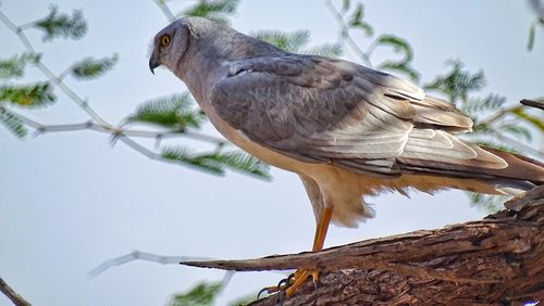 Low angle view of bird perching on branch