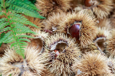 Close-up of animals