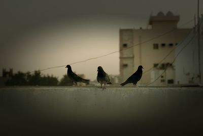 Silhouette birds perching on building against sky